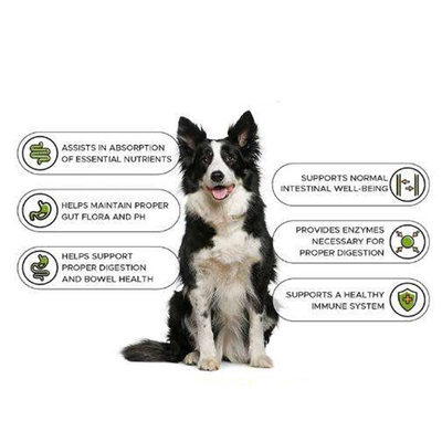 OEM Natur Pet Nutrit Training Gain Tablet Supplement مكمل غذائي صحي لبناء العضلات مكمل بروتين لزيادة الوزن للكلاب