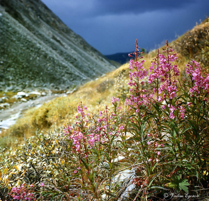 OEM Wild Siberian Ivan Tea (نبات الصفصاف في خليج الورد) اللاتينية: Epilobium angustifo
