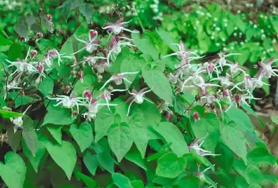 العلامة الخاصة بيوتين كولاجين قطرات Epimedium Horny Goat Week OEM